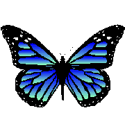 motýl gif